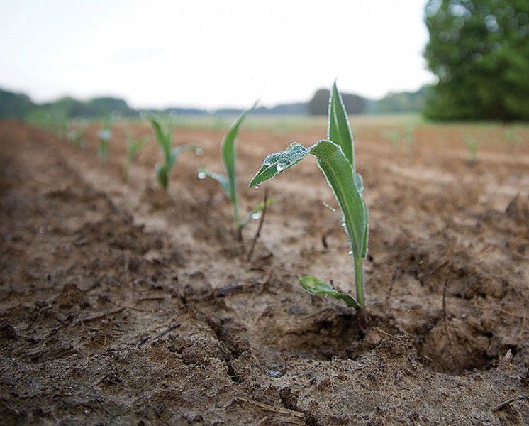 Young crop closeup 2